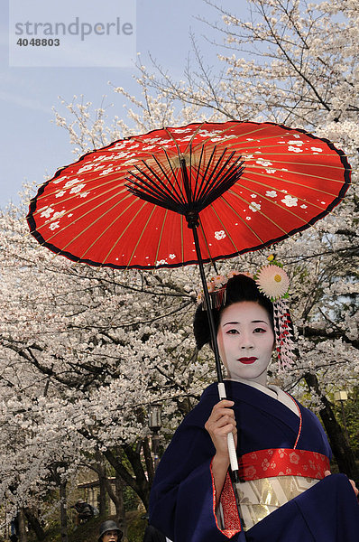 Maiko  Geisha in Ausbildung  mit rotem Sonnenschirm vor einem blühenden Kirschbaum  Kyoto  Japan  Asien