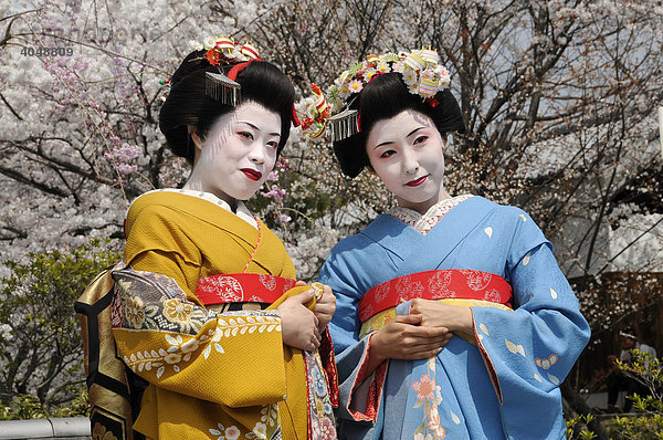 Zwei Maikos  Geishas in Ausbildung  vor einem blühenden Kirschbaum  Kyoto  Japan  Asien