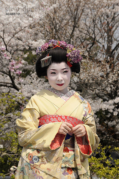 Maiko  Geisha in Ausbildung  vor einem blühenden Kirschbaum  Kyoto  Japan  Asien