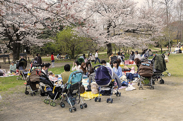 Kinderwagenburg mit Müttern während der Kirschblüte im botanischen Garten in Kyoto  Japan  Asien
