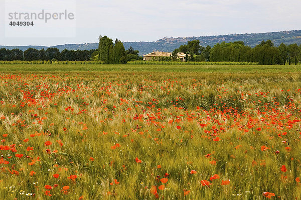 Mohnfeld bei Roussillon  Provence  Frankreich  Europa