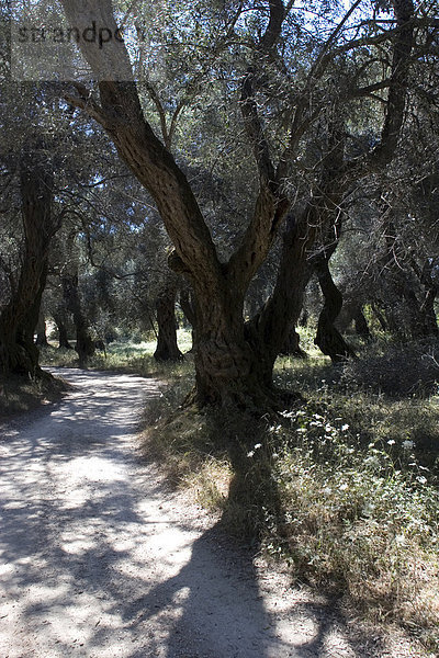 Olivenbäume  Weg