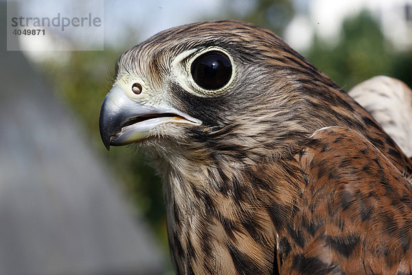 Turmfalke (Falco tinnunculus)  Portrait