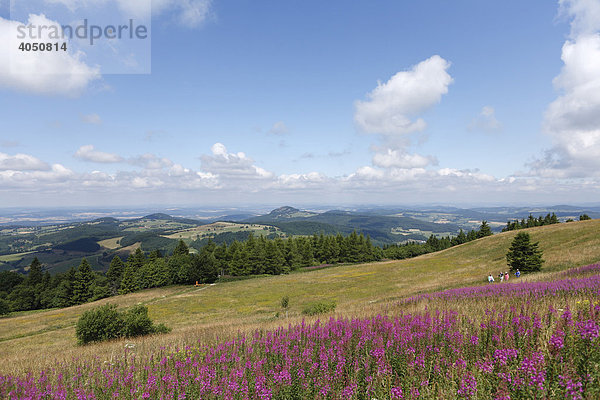 Blick von Wasserkuppe Richtung Nordwest mit rosa blühenden Weidenröschen  Rhön  Hessen  Deutschland  Europa