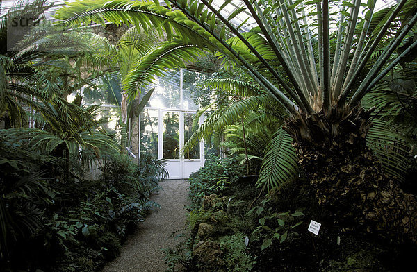 Palmenhaus  Botanischer Garten  München  Bayern  Deutschland  Europa