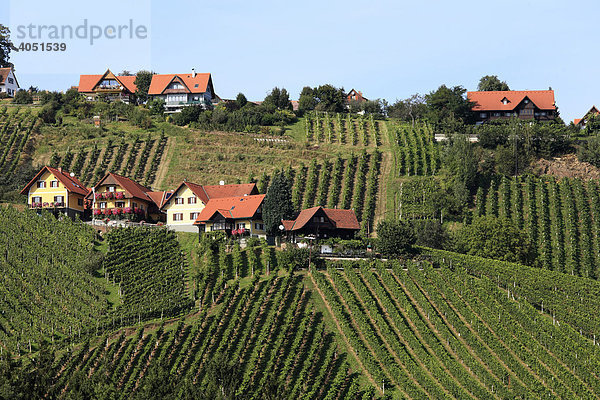 Weinberge an Schilcher Weinstraße  Steinreib bei Stainz  Steiermark  Österreich  Europa