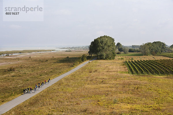 Radfahrer-Gruppe am Neusiedler See bei Podersdorf  Burgenland  Österreich  Europa