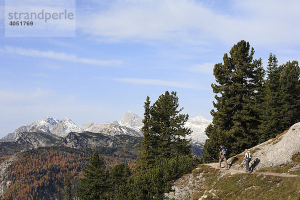 Wanderweg mit Zirben auf Stoderzinken bei Gröbming  hinten Dachstein-Gebirge  Steiermark  Österreich  Europa