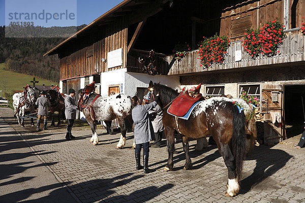 Pferde werden geschmückt  Vorbereitungen zur Leonhardifahrt in Kreuth  Tegernseer Tal  Oberbayern  Bayern  Deutschland  Europa