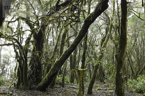 Moosbewachsene Bäume im Nebelwald  Nationalpark Garajonay  La Gomera  Kanaren  Kanarische Inseln  Spanien  Europa Garajonay Nationalpark