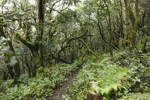 Weg durch moosbewachsene Bäume im Nebelwald  Nationalpark Garajonay  La Gomera  Kanaren  Kanarische Inseln  Spanien  Europa Garajonay Nationalpark