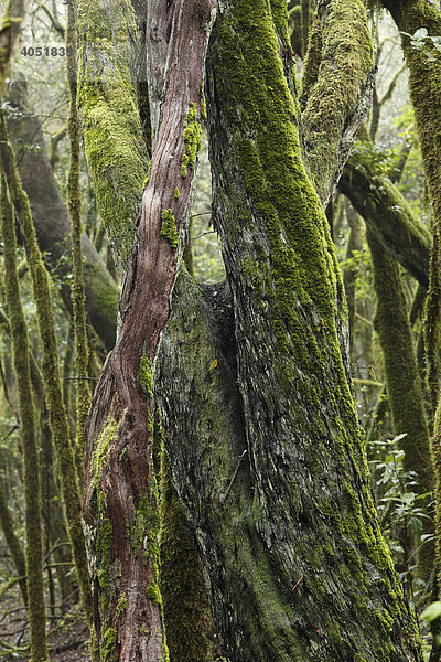 Moosbewachsene Baumstämme im Nebelwald  Nationalpark Garajonay  La Gomera  Kanaren  Kanarische Inseln  Spanien  Europa Garajonay Nationalpark