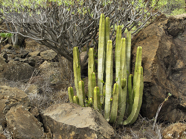 Kanaren-Wolfsmilch (Euphorbia canariensis)  La Gomera  Kanarische Inseln  Spanien  Europa