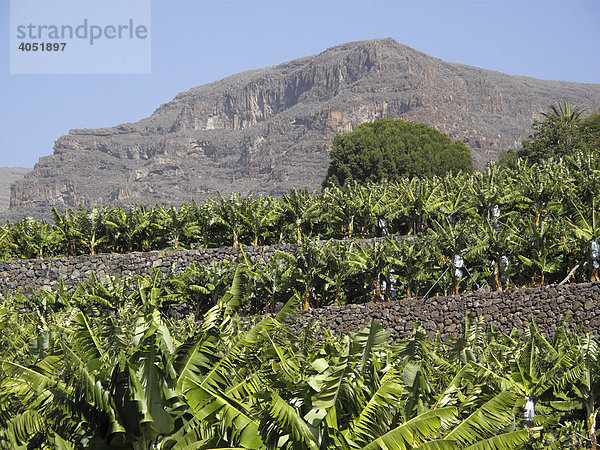 Bananenplantage bei La Dama  La Gomera  Kanarische Inseln  Kanaren  Spanien  Europa