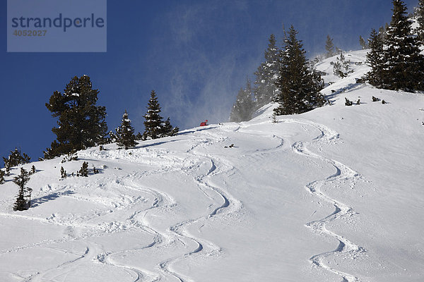Spuren von Skifahrern im Tiefschnee  Skigebiet Rofan  Rofangebirge  Tirol  Österreich  Europa