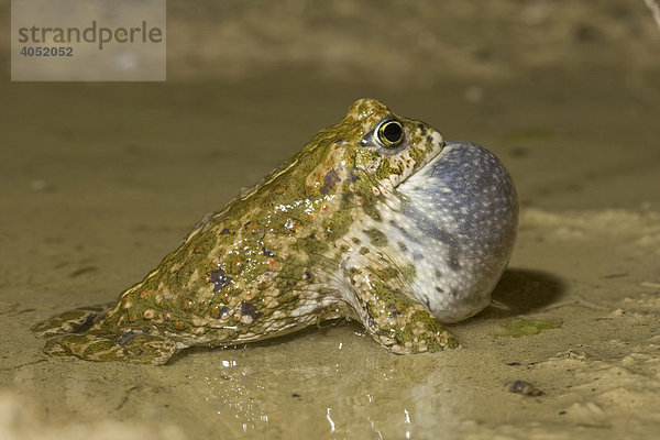 Kreuzkröte (Bufo calamita) mit aufgeblasener Schallblase bei der Balz in flachem Wasser