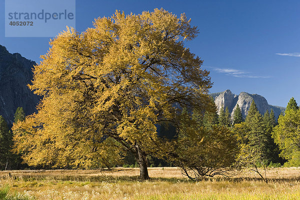 Eiche (Quercus) im Yosemite Valley  Yosemite Nationalpark  Kalifornien  USA