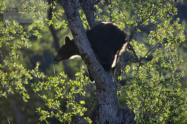 Junger Schwarzbär (Ursus americanus) in einer Eiche  Sequoia Nationalpark  Kalifornien  USA