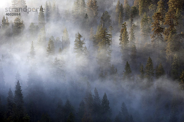 Rauchschwaden eines Waldbrandes ziehen durch den Sequoia Nationalpark  Kalifornien  USA