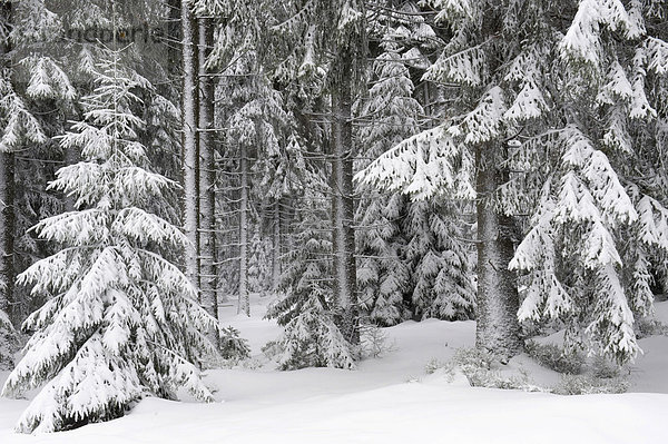 Verschneiter Winterwald  Brocken  Blocksberg  Nationalpark Harz  Sachsen-Anhalt  Deutschland  Europa