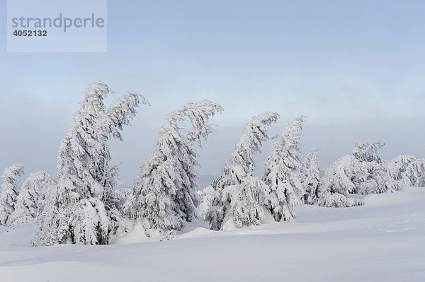 Verschneite Fichten  Brocken  Blocksberg  Nationalpark Harz  Sachsen-Anhalt  Deutschland  Europa