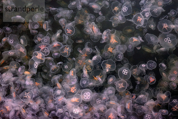 Massenansammlung von Ohrenquallen (Aurelia aurita)  Kieler Förde  Deutschland  Europa