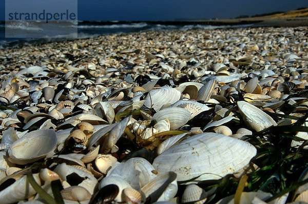 Mit Muscheln übersäter Weststrand auf der Insel Hiddensee  Mecklenburg-Vorpommern  Deutschland  Europa