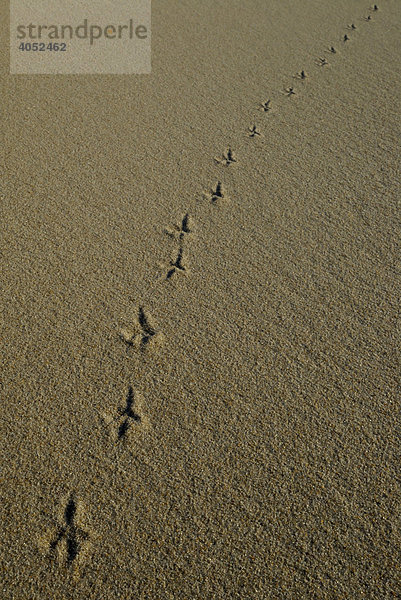 Diagonal verlaufende Spuren eines Vogels im Sand