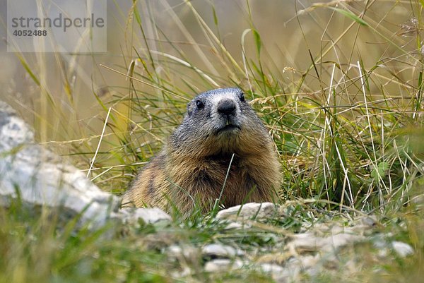 Alpenmurmeltier (Marmota marmota)  Schweizerischer Nationalpark  Oberengadin  Kanton Graubünden  Schweiz  Europa