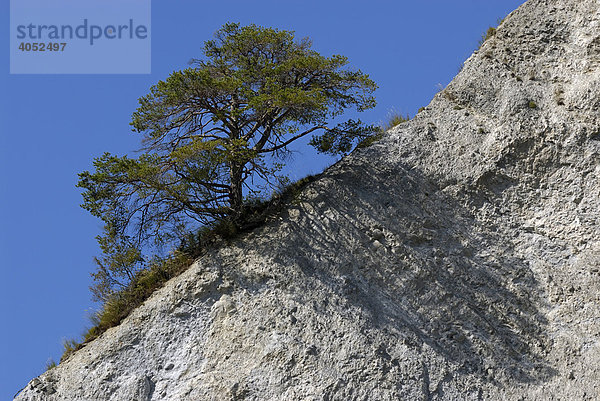 Kiefer (Pinus sylvestris)  Solitärbaum mit Schatten auf einem diagonal verlaufenden Felsgrat  Rheinschlucht oder Ruinaulta  Kanton Graubünden  Schweiz  Europa