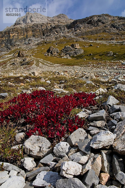 Herbstlich gefärbter Strauch der Alpen-Bärentraube (Arctostaphylos alpinus) am Berghang des Piz Albris  3166 m über NN  Kanton Graubünden  Schweiz  Europa