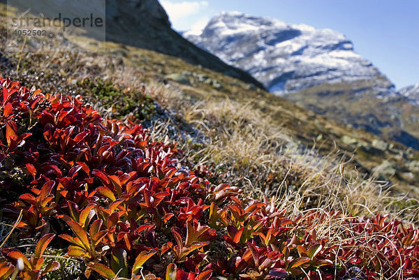 Herbstlich gefärbter Zwergstrauch der Alpen-Bärentraube (Arctostaphylos alpinus) in den Bündner Alpen  Kanton Graubünden  Schweiz  Europa
