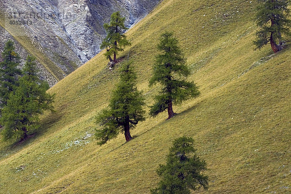 Lärchen (Larix decidua) in lockerer Baumgruppe  Schweizerischer Nationalpark  Oberengadin  Kanton Graubünden  Schweiz  Europa