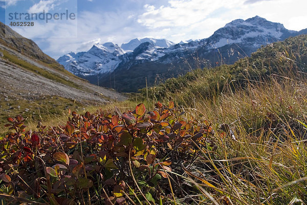 Alpen-Bärentraube (Arctostaphylos alpinus) vor Bergkette der Bündner Alpen mit Diavolezza  2978 m über NN und Piz Palü  3905 m über NN  Kanton Graubünden  Schweiz  Europa