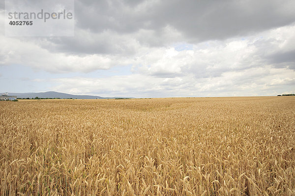 Weizen  Feld  Landwirtschaft