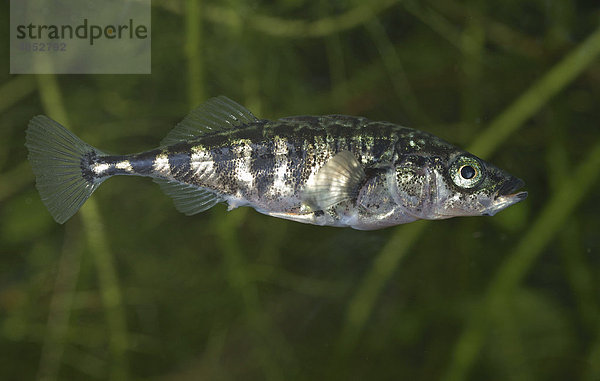 Dreistachliger Stichling (Gasterosteus aculeatus)