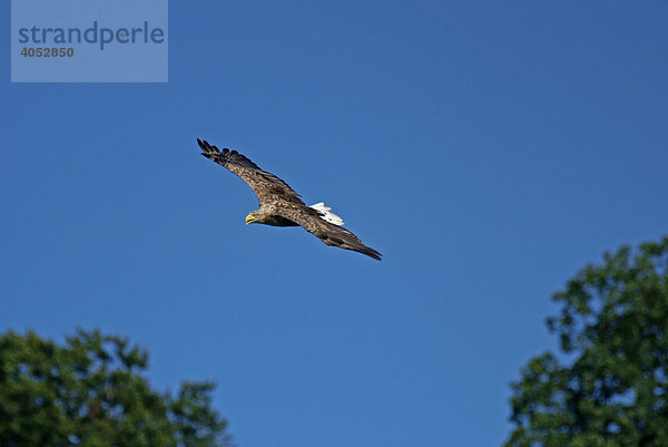 Seeadler (Haliaeetus albicilla)