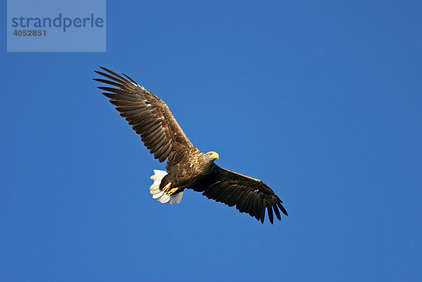 Seeadler (Haliaeetus albicilla)