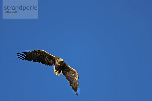 Seeadler (Haliaeetus albicilla)