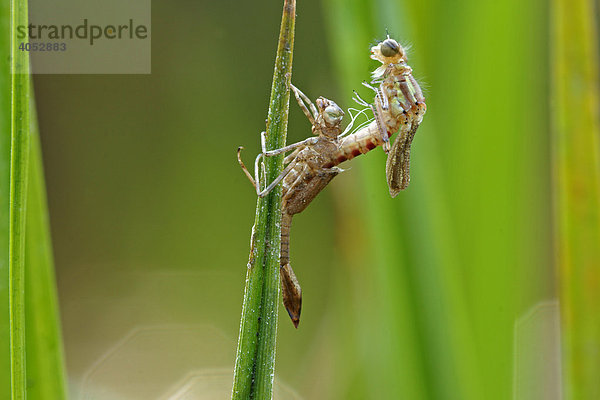 Frühe Adonislibelle (Pyrrhosoma nymphula) beim Schlüpfen