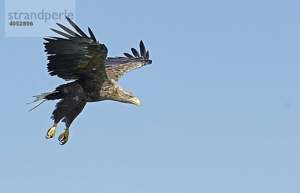 Seeadler (Haliaeetus albicilla) fliegend