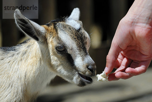 Junge Hausziege (Capra hircus hircus) wird von Hand gefüttert