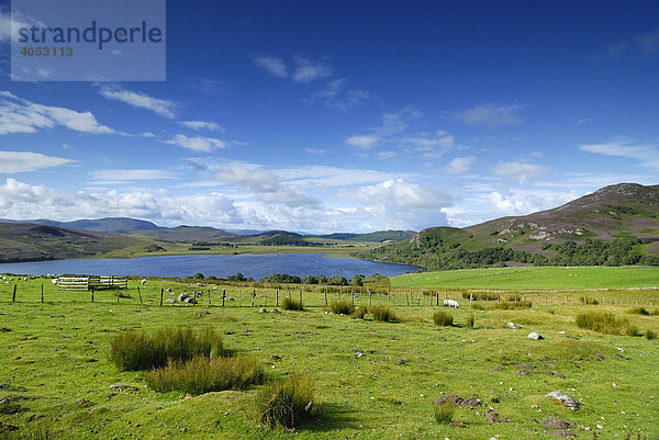 Weidelandschaft  dahinter Loch Ruthven  Schottland  Großbritannien  Europa