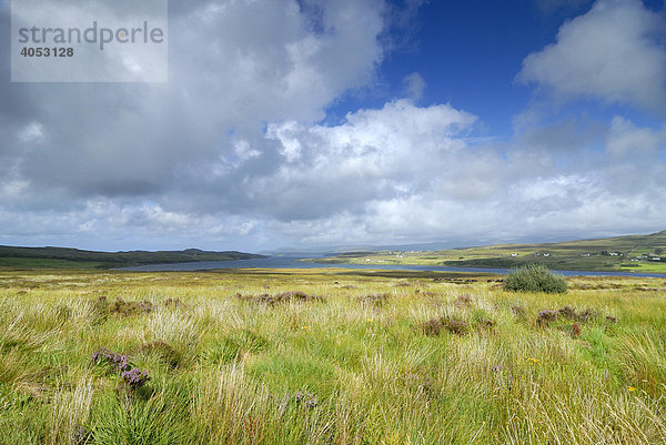 Graslandschaft  Isle of Skye  Schottland  Großbritannien  Europa