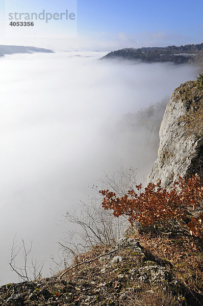 Nebelstimmung über dem oberen Donautal  Landkreis Sigmaringen  Baden-Württemberg  Deutschland  Europa