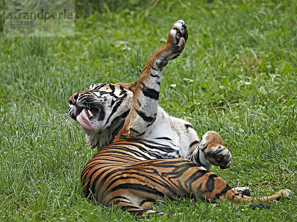 Sumatra Tiger (Pantera tigris) wälzt sich