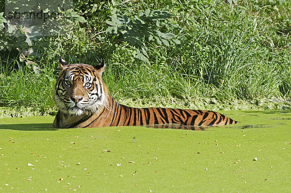 Tiger (Panthera tigris) beim Baden
