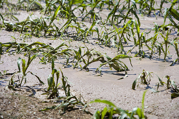 Junger Mais  zerstört durch Gewitterregen  Deutschland  Europa