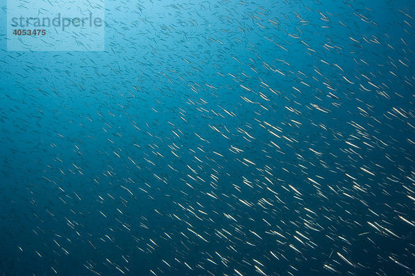 Fischschwarm  Schwarm Sardinen (Sardina pilchardus)  essbarer Meeresfisch  Philippinen  Südostasien