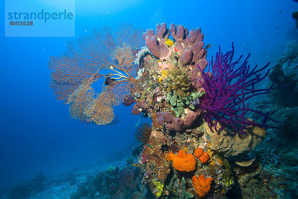 Farbenprächtiges Korallenriff  Indonesien  Südostasien